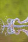 Great blue heron hunting crayfish in wetland, Marion County, Illinois. Art Print